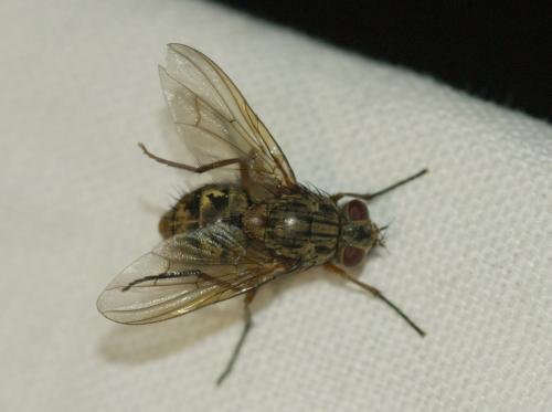 Réf. 251 375 : Phaonia valida